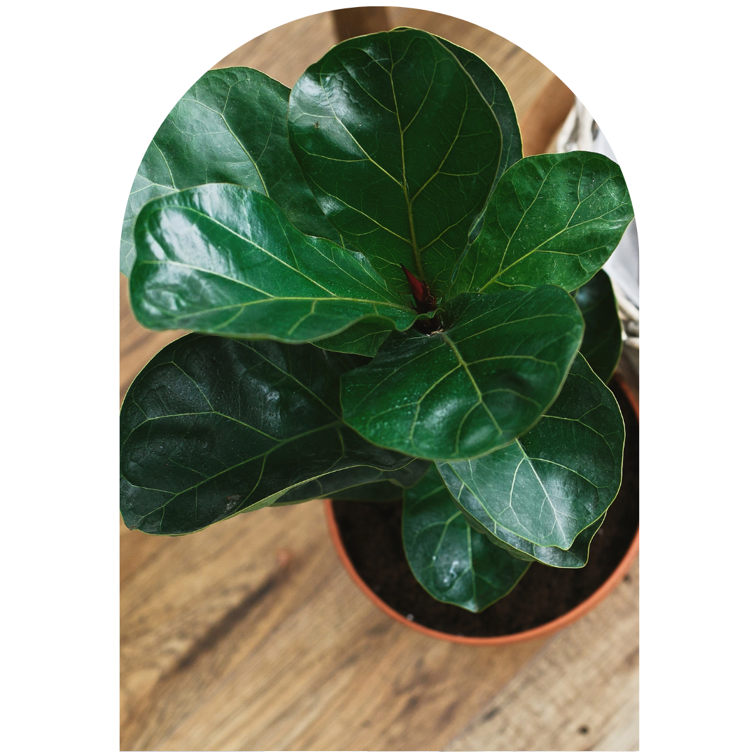 A plant is sitting in a pot on the floor.