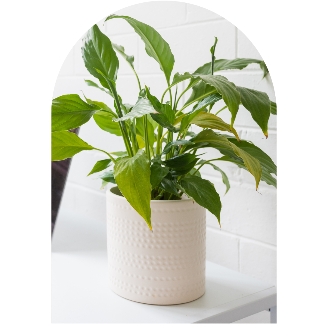 img3 A plant is sitting in a white pot on the table.