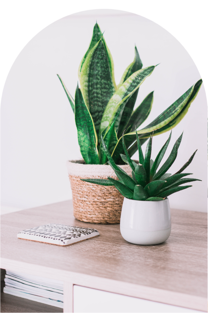 pexels-kate-amos-2718447 (1) Two potted plants on a table next to a remote control.