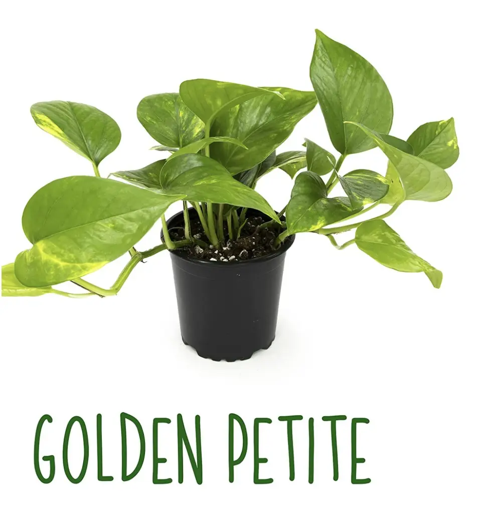 Screenshot A plant that is in a black pot.