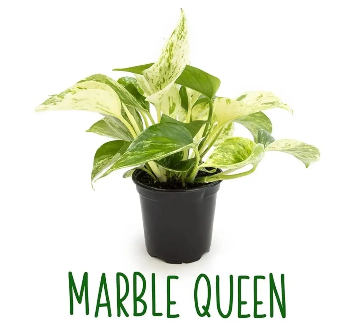 IMG_1476 A potted plant with the words marble queen on it.