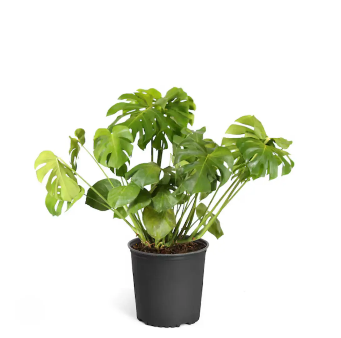 IMG_1484 A potted plant is shown in this image.